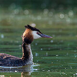 Water birds